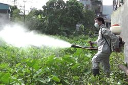 Ghi nhận gần 200 ca mắc sốt xuất huyết tại Tuyên Quang