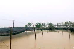 Vùng rau lớn nhất thành Vinh chìm trong biển nước