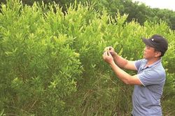 Xã Hải Chánh quan tâm mở rộng diện tích cây tràm năm gân