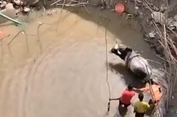 Bỏ chạy sau trận chiến, chú bò rơi xuống hố sâu ở Ấn Độ