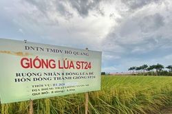 Gạo thơm ST24 đạt chứng nhận 5 sao