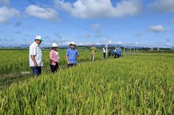 Nghiệm thu Chương trình 'Hỗ trợ phát triển sản xuất giống lúa mới BĐR 79