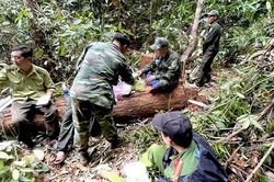 Chuyển công an điều tra vụ khai thác trái phép hơn 147m3 gỗ