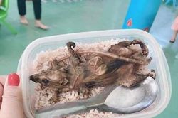 Xác minh vụ 'hộp cơm thịt chuột cho học sinh' tại huyện vùng cao Quảng Nam