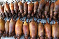 Loài bẩn thỉu ai gặp cũng đuổi, là đặc sản nhà giàu săn lùng