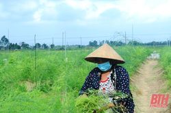 Thanh Hóa: 18/27 huyện, thị xã, thành phố có diện tích sản xuất lúa giảm