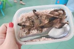 Sự thật về 'hộp cơm của học sinh có chuột núi' lan truyền trên MXH