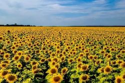 EU: Xung đột với Nga, Ukraine thất thu nặng về ngô và hoa hướng dương