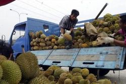 Xuất khẩu sầu riêng chính ngạch sang Trung Quốc: Vừa mới mừng đã phải lo