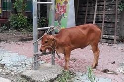 Chú bò nhỏ đáng thương