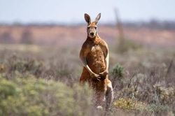 Nuôi kangaroo làm thú cưng, người đàn ông bị tấn công thiệt mạng