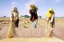 Nỗi lo lớn về khủng hoảng lương thực