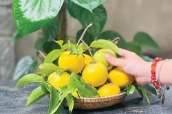 Đời sống Vàng ươm mùa thị