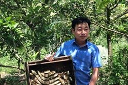 Mô hình nuôi ong hiệu quả nhờ liên kết sản xuất