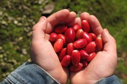Việt Nam có một loại 'quả thần', biến mọi thức ăn thành đồ ngọt