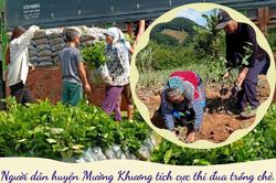 Mường Khương thi đua trồng chè