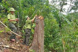 Công an vào cuộc vụ hàng chục cây rừng bị chặt hạ ở xã Cam Tuyền
