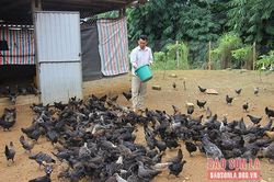 Khởi nghiệp bằng mô hình nuôi gà đen bản địa
