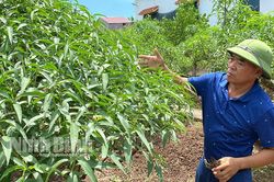 Trồng đào thế bán Tết, thu tiền tỷ mỗi năm