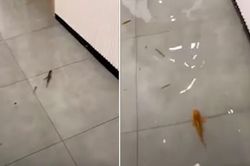 Cá tung tăng bơi lội trong nhà dân sau trận mưa bão ở Trung Quốc