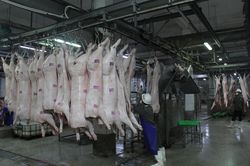 Giá heo hơi hôm nay 18/9: Tiếp tục giảm ở nhiều địa phương