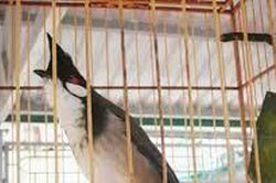 Chặn bắt kẻ trộm chim chào mào, người đàn ông bị tử vong