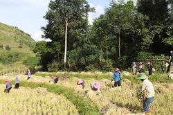 Nông dân vùng cao vào vụ thu hoạch lúa mùa