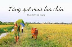 Mê mẩn những con đường làng quê mùa lúa chín