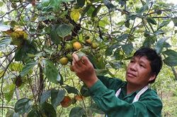 Văn Lãng: Rộn ràng mùa hồng vành khuyên