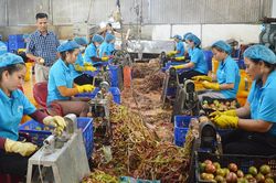 '3 giúp' để hội viên cựu chiến binh ở Gia Lai thoát nghèo