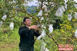 Bộ đội Cụ Hồ trên mặt trận phát triển kinh tế