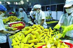 Xuất khẩu rau quả sẽ khởi sắc và dự báo bùng nổ vào năm 2023