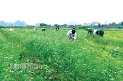 Vụ đông năm 2022: Linh hoạt các giải pháp, biến thách thức thành cơ hội