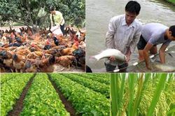 Hướng Hóa: Gần 5 tỉ đồng xây dựng 4 mô hình trồng trọt, chăn nuôi ở 10 xã