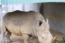 Điều tra nguyên nhân 6 con tê giác chết bất thường tại Nghệ An