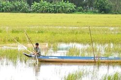 Bỏ lúa vụ 3, nông dân mưu sinh mùa nước nổi
