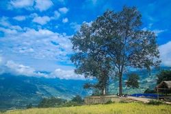 Ruộng bậc thang Y Tý vào mùa vàng: Thiên đường là đây!