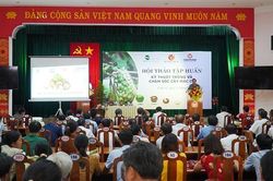 Hội thảo tập huấn kỹ thuật trồng và chăm sóc cây mắc ca