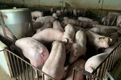 Giá heo hơi ngày 22/9/2022: Tiếp tục giảm 1.000 - 5.000 đồng/kg