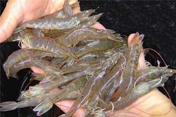 Mỹ là thị trường xuất khẩu tôm lớn nhất của Việt Nam
