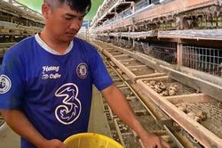 Nuôi hàng nghìn con chim cút, chàng trai thu gần nửa tỷ mỗi năm