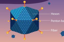 Tăng cường phòng, chống bệnh do virus Adeno