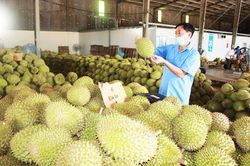 Ngồn cung sầu riêng quá thấp so với nhu cầu