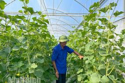Lão nông Yên Mô tiên phong trồng những giống dưa mới