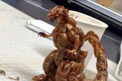 Tạo hình kinh dị nhưng đầy cuốn hút từ vỏ ve sầu lột xác