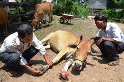 Gia Lai tăng cường phòng-chống dịch bệnh trên đàn vật nuôi