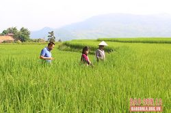 HTX Tú Châu đa dạng các sản phẩm nông nghiệp