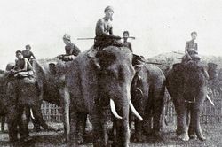 Ảnh = Ký ức = Lịch sử (Kỳ 46): Nghề săn và thuần dưỡng voi ở Tây Nguyên