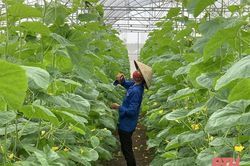 Thiệu Hóa xây dựng NTM nâng cao, NTM kiểu mẫu