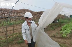 Nông dân khẩn trương thu hoạch rau màu